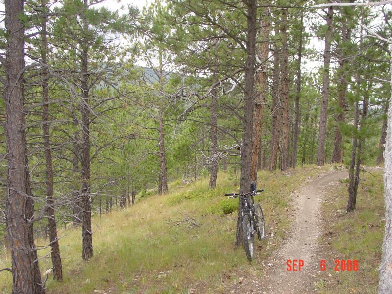A mountain bike leaning against a tree on a dirt trail surrounded by dense pine trees in a lush green forest. The path winds through the trees, showing a natural mountainous landscape. Centennial Trail mountain bike trail.