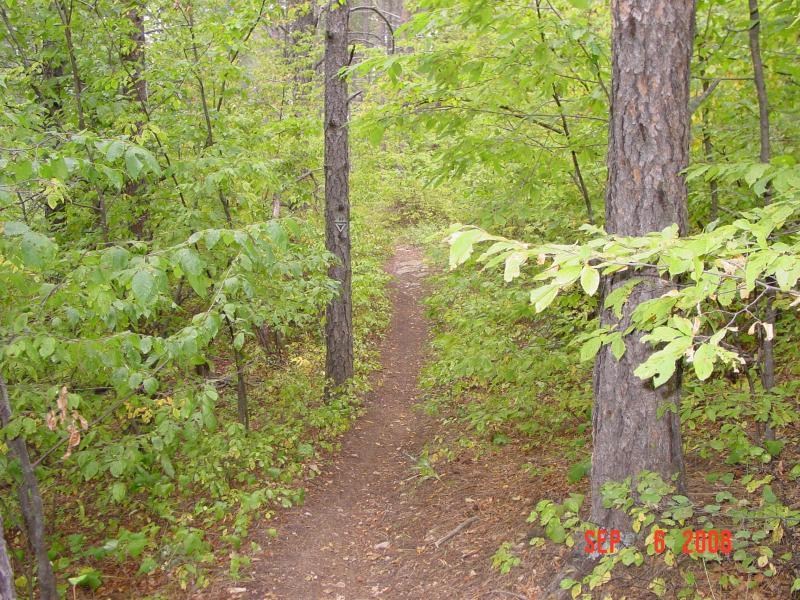A narrow dirt path winding through a lush green forest, flanked by trees and dense foliage. The scene captures the tranquility of nature, with vibrant leaves of different shades of green surrounding the trail. A trail marker is visible on one of the trees, indicating direction or point of interest. Centennial Trail mountain bike trail.