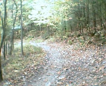 A winding dirt path through a wooded area, covered with scattered autumn leaves, surrounded by trees displaying fall foliage. The scene is softly illuminated, creating a tranquil outdoor atmosphere. Chilhowee trail system mountain bike trail.