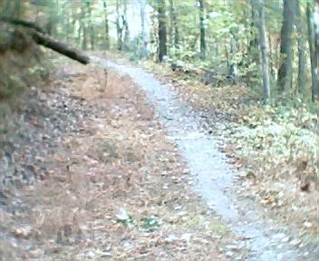 A winding dirt path through a wooded area, lined with fallen leaves and surrounded by trees with green and yellow foliage, suggesting a serene outdoor environment. Chilhowee trail system mountain bike trail.
