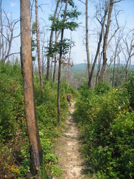 A winding dirt trail surrounded by tall, slender trees and lush green undergrowth. The path leads through a forest area with some trees showing signs of damage, and a hiker in the distance is seen walking along the trail. The sky is clear and blue, providing a bright backdrop to the natural scenery. Chilhowee trail system mountain bike trail.