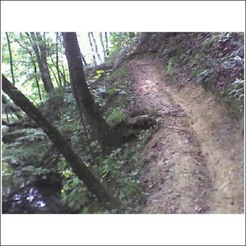 A winding dirt path through a lush forest, flanked by trees and greenery, leading along a narrow ravine. Haw Ridge Park mountain bike trail.