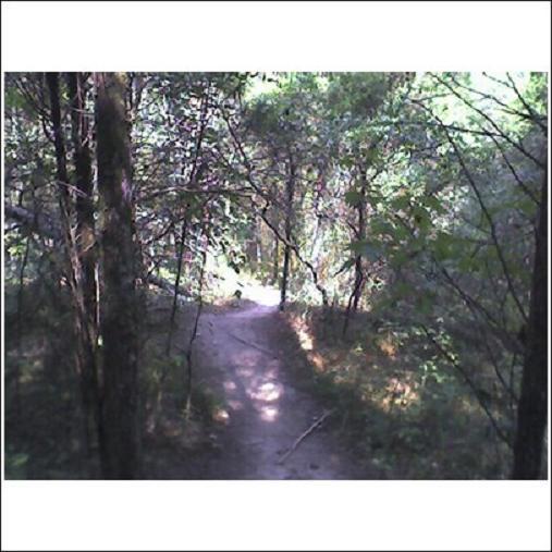 A narrow dirt path meanders through a lush, green forest filled with trees and underbrush, dappled sunlight filtering through the foliage. Haw Ridge Park mountain bike trail.