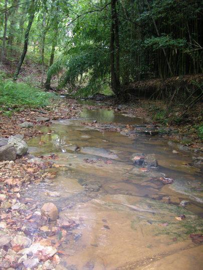 A tranquil stream flows through a wooded area, surrounded by lush green trees and foliage. The water is clear, revealing smooth stones at the bottom, while fallen leaves line the banks, creating a peaceful natural scene. Rotary Park mountain bike trail.