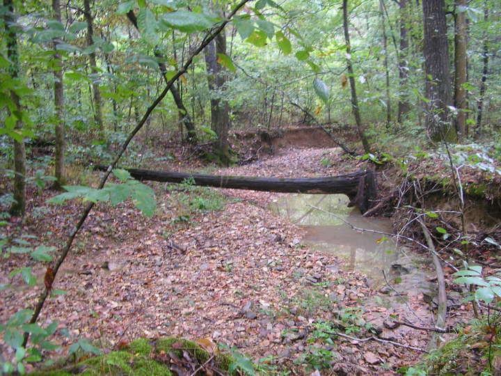 A serene forest scene showing a fallen log spanning a shallow stream, surrounded by lush greenery and scattered leaves on the forest floor. The dense trees and underbrush create a tranquil woodland atmosphere. Rotary Park mountain bike trail.