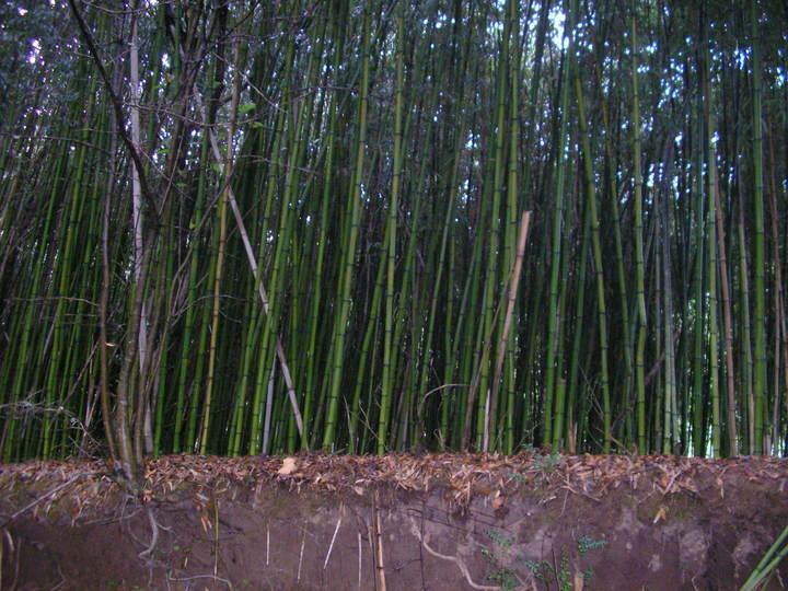 A dense grove of tall bamboo stalks growing closely together, with bare soil and fallen leaves visible at the base. The scene captures a natural, serene environment. Rotary Park mountain bike trail.
