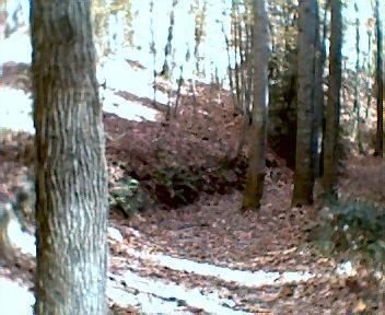 A wooded path covered in fallen leaves, surrounded by trees with autumn foliage. The sunlight filters through the branches, creating a serene natural atmosphere. Tanasi Trail System mountain bike trail.