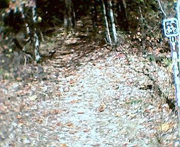 A narrow dirt trail lined with trees on either side, covered in fallen leaves. A sign indicating the trail's designation is visible on the right. Tanasi Trail System mountain bike trail.