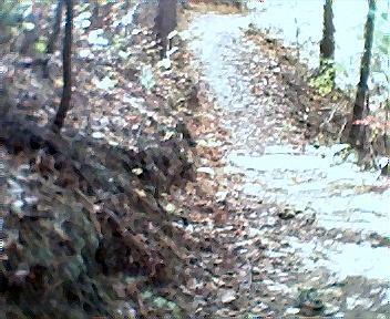 A winding dirt path covered in fallen leaves, surrounded by trees in a forest setting. The image captures a tranquil, natural environment, suggesting a peaceful outdoor experience. Tanasi Trail System mountain bike trail.