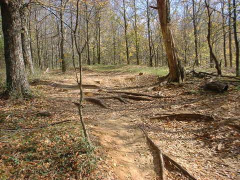 A wooded path leading through a forest, with scattered leaves on the ground and trees showing early signs of autumn. The trail is slightly uneven with visible roots and small rocks. Sunlight filters through the tree branches, casting gentle shadows on the path. Tour de Wolf mountain bike trail.