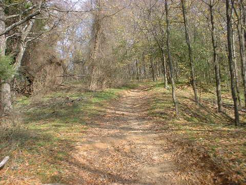 A dirt path winding through a forest with bare trees and scattered autumn leaves. Sunlight filters through the branches, creating a serene and peaceful atmosphere in the woodlands. Tour de Wolf mountain bike trail.