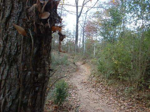 A winding dirt path surrounded by trees and foliage, viewed from the side of a textured tree trunk. The ground is covered with fallen leaves, and the background features more trees and greenery under a clear sky. Tour de Wolf mountain bike trail.