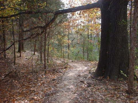 A serene forest path winding through autumn trees, with leaves scattered on the ground and sunlight filtering through the branches. A large tree trunk is prominent on the right side of the image. Tour de Wolf mountain bike trail.