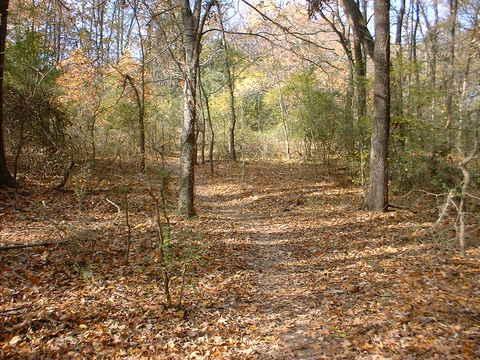 A wooded path winding through a forest, covered in fallen leaves, with trees on either side and hints of autumn foliage. Tour de Wolf mountain bike trail.