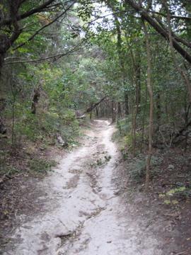 A narrow, winding dirt path through a dense forest, surrounded by lush green trees and underbrush. Cameron Park mountain bike trail.