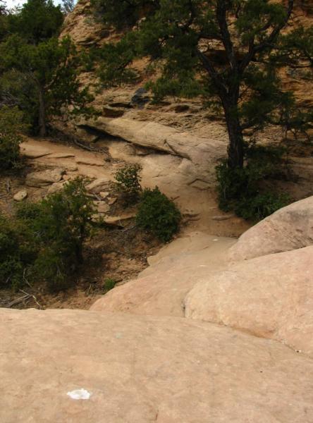 A rocky landscape featuring a downward path lined with scattered vegetation and a tree, showcasing natural earthy tones and textures. Slickrock mountain bike trail.
