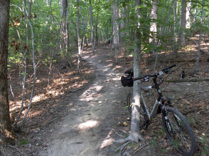 A mountain bike leaning against a tree along a narrow dirt trail, surrounded by lush green foliage and sunlight filtering through the leaves in a forested area. Fountainhead Regional Park mountain bike trail.