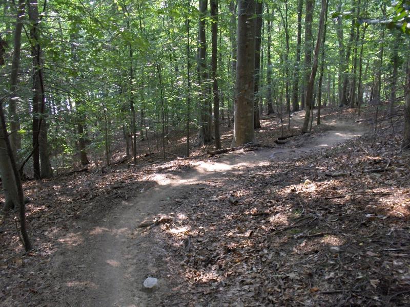 A winding dirt path through a lush green forest, surrounded by tall trees and scattered leaves on the ground, creating a tranquil and natural setting. Fountainhead Regional Park mountain bike trail.