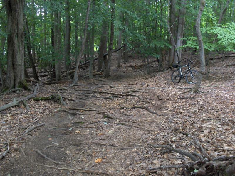 A wooded trail with visible tree roots and fallen leaves, featuring a parked bicycle on the right side. The scene is surrounded by green foliage and trees, indicating a natural outdoor setting. Fountainhead Regional Park mountain bike trail.