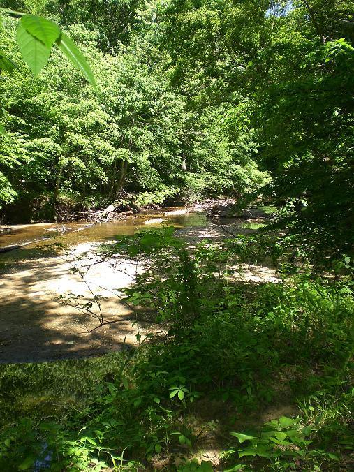 A serene landscape featuring a shallow, winding river bordered by lush green foliage and trees. Sunlight filters through the leaves, casting gentle shadows on the sandy riverbank, creating a tranquil and natural environment. Wakefield mountain bike trail.
