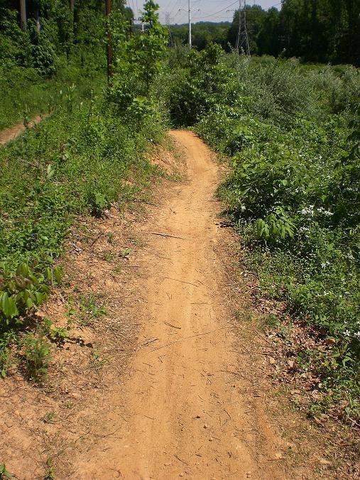 A narrow dirt path winding through a lush green landscape, surrounded by tall grasses and shrubs. Power lines are visible in the background, with trees lining the path on either side. The ground is marked with small twigs and leaves, suggesting a natural outdoor setting. Wakefield mountain bike trail.