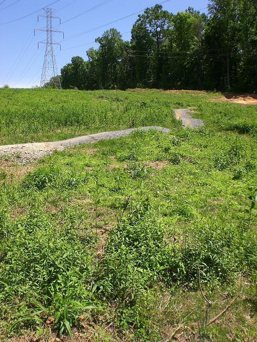 A grassy field with patches of wild vegetation, featuring a winding gravel path that leads away from a clearing. In the background, several tall power lines and trees can be seen under a clear blue sky. Wakefield mountain bike trail.