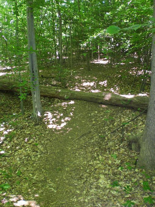 A dirt path winding through a lush green forest, with sunlight dappling the ground. A fallen tree lies across the path, surrounded by a carpet of dried leaves and vibrant greenery. Wakefield mountain bike trail.
