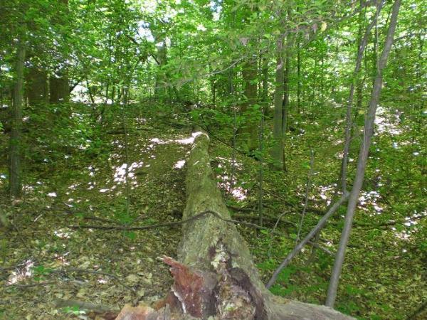 A fallen tree trunk lying on a forest floor surrounded by lush green foliage and undergrowth, with sunlight filtering through the leaves above. Wakefield mountain bike trail.