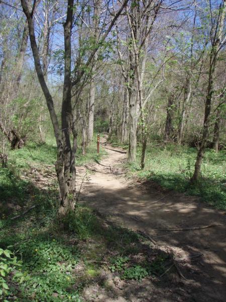 A winding dirt path through a wooded area, surrounded by green foliage and trees under a clear blue sky. A wooden post marks the trail in the distance. Wakefield mountain bike trail.