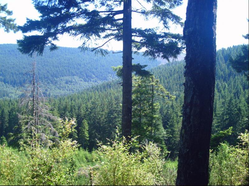 A scenic view of a lush green forest, featuring tall trees in the foreground and rolling hills covered in dense vegetation in the background. The sunlight filters through the branches, creating a bright and inviting atmosphere. Green Mountain Trails mountain bike trail.