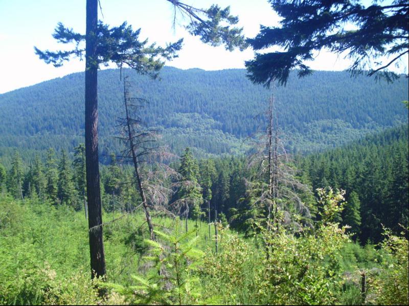 A scenic view of a mountainous landscape filled with lush green trees, including tall firs and some bare branches, under a clear blue sky. The foreground features a mix of healthy and dead trees, with rolling hills in the background covered in dense forest. Green Mountain Trails mountain bike trail.
