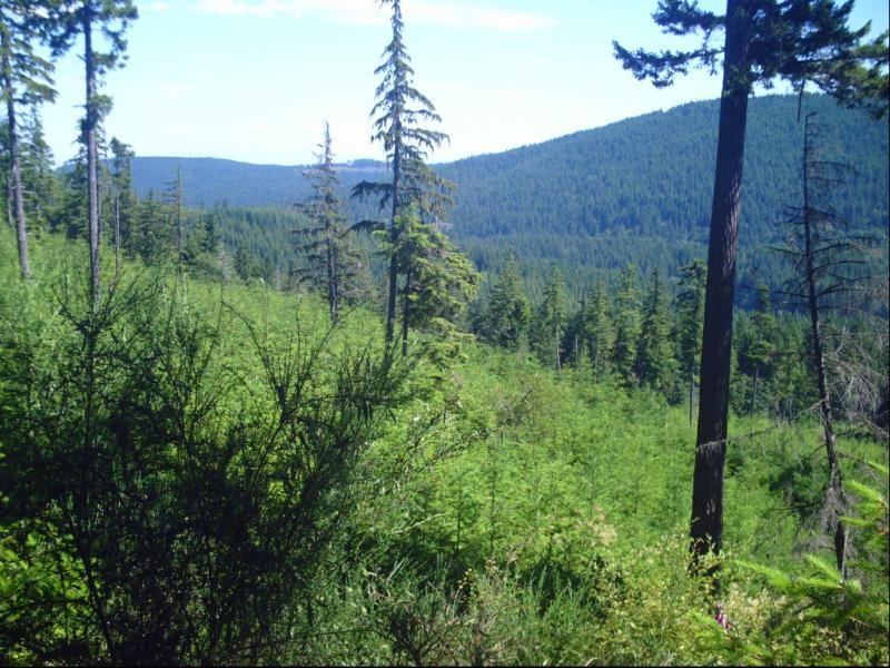 A scenic view of a lush forest landscape, featuring tall evergreen trees and rolling hills in the background, under a clear blue sky. The foreground is filled with dense greenery, including shrubs and smaller plants, creating a vibrant natural setting. Green Mountain Trails mountain bike trail.