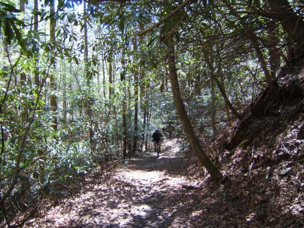 A winding dirt trail surrounded by dense greenery and tall trees, with a solitary hiker walking along the path. Sunlight filters through the leaves, creating a dappled light effect on the ground. Bear Creek mountain bike trail.
