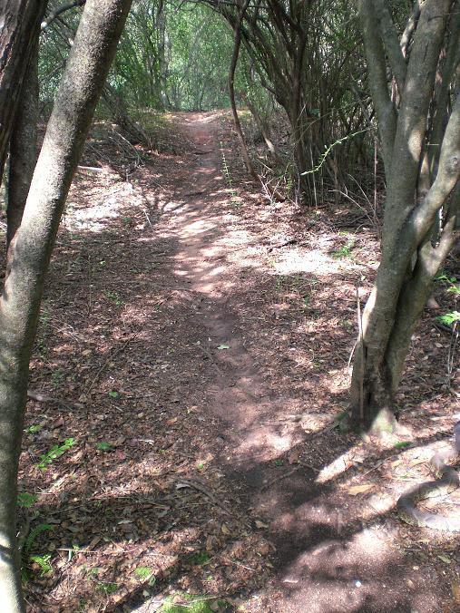 A narrow dirt path winding through a forested area, surrounded by trees and scattered leaves on the ground, with dappled sunlight filtering through the foliage. Troy State University Dothan Trails mountain bike trail.