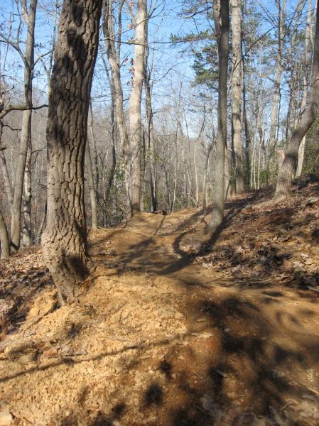 A winding dirt trail through a wooded area, flanked by tall trees with sparse foliage. The ground is covered with fallen leaves and some freshly disturbed earth, indicating recent maintenance. The sky is clear and blue, suggesting a sunny day. Chicopee Woods mountain bike trail.