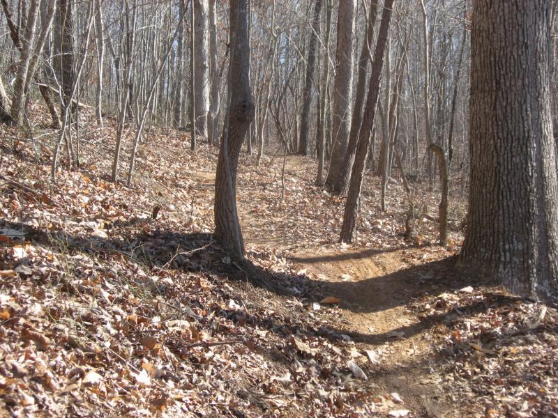 A narrow dirt trail winding through a forest with bare trees and scattered fallen leaves on the ground. Sunlight filters through the branches, casting shadows on the path. Chicopee Woods mountain bike trail.