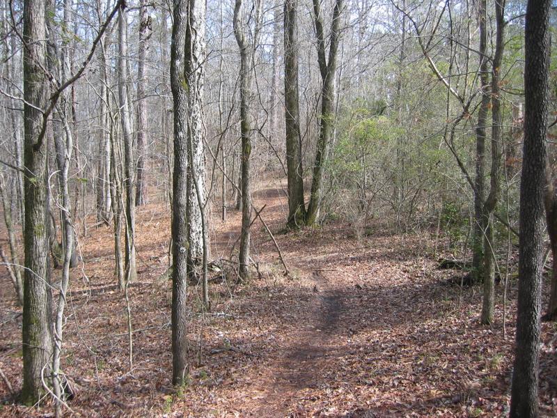 A winding dirt trail through a forest with tall, bare trees and scattered leaves on the ground, surrounded by greenery and underbrush. The scene captures the tranquil essence of nature in a wooded area during a season when the trees have shed their leaves. Dauset Trails Nature Center mountain bike trail.