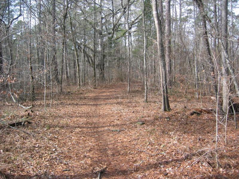 A wooded trail surrounded by tall trees, with a path covered in fallen leaves. The landscape appears serene and natural, representing a tranquil outdoor environment. Dauset Trails Nature Center mountain bike trail.