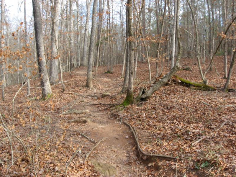 A winding dirt trail leads through a forest with bare trees and fallen leaves scattered on the ground. The path is bordered by tree trunks, some with moss at the base, creating a serene, natural environment. The scene conveys a sense of peacefulness and outdoor exploration. Heritage Park mountain bike trail.