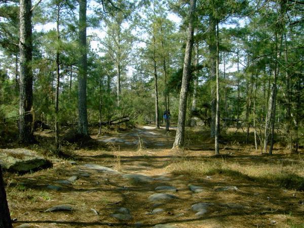 A peaceful pathway winding through a forest, surrounded by tall trees and rocky terrain. Sunlight filters through the leaves, casting dappled shadows on the ground covered with pine needles and stones. Georgia International Horse Park mountain bike trail.