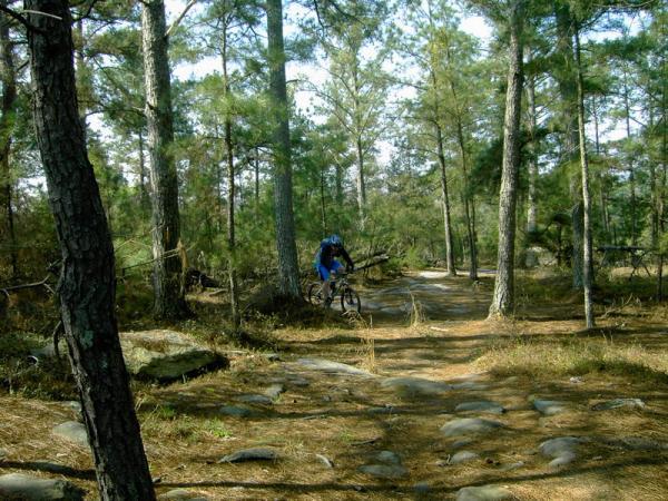 A mountain biker in blue gear rides along a rocky trail through a dense forest of tall pine trees, surrounded by a natural landscape of earthy tones and scattered rocks. Georgia International Horse Park mountain bike trail.