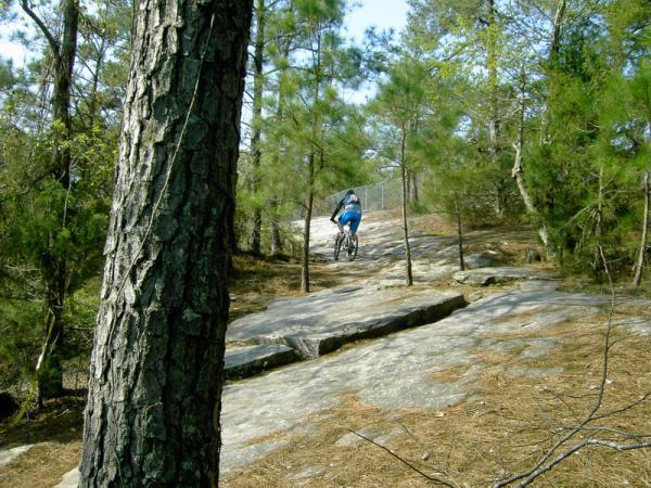 A mountain biker ascending a rocky trail surrounded by pine trees, with a focus on the textured bark of a nearby tree in the foreground. Georgia International Horse Park mountain bike trail.