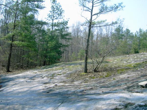 A rocky landscape featuring a gentle slope covered with patches of moss and sparse vegetation. Tall pine trees and a few deciduous trees are scattered throughout the area, with a background of leafless trees, indicating early spring. The scene is bright and open, suggesting a tranquil natural setting. Georgia International Horse Park mountain bike trail.
