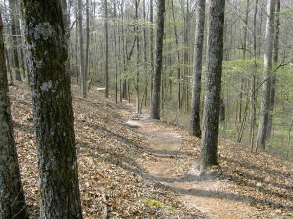 A winding dirt path through a wooded area, surrounded by tall trees with budding leaves and a carpet of fallen leaves on the ground. The trail leads gently downhill, with a glimpse of more trees and lush greenery in the background. Georgia International Horse Park mountain bike trail.