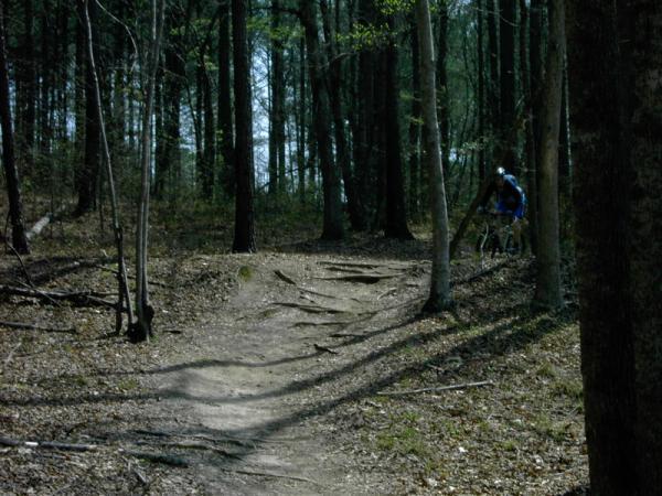 A mountain biker navigating a dirt trail surrounded by tall trees in a forested area. The path features visible roots and a mix of sunlit and shaded spots. Georgia International Horse Park mountain bike trail.