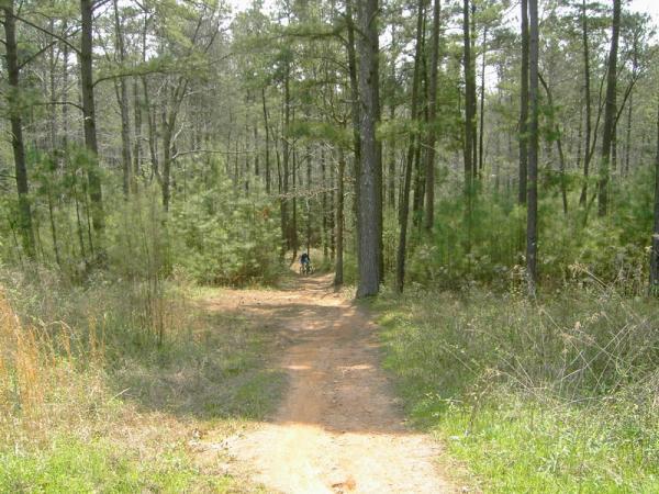 A dirt path winding through a dense forest, lined with tall trees and underbrush. The path descends gently, leading into the greenery, with a figure walking in the distance. Sunlight filters through the tree canopy, creating a serene and natural atmosphere. Georgia International Horse Park mountain bike trail.