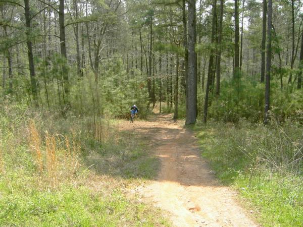 A mountain biker riding down a dirt trail surrounded by tall trees and greenery in a forested area. The path winds through the landscape, with a mixture of grasses and small plants visible alongside the trail. Georgia International Horse Park mountain bike trail.