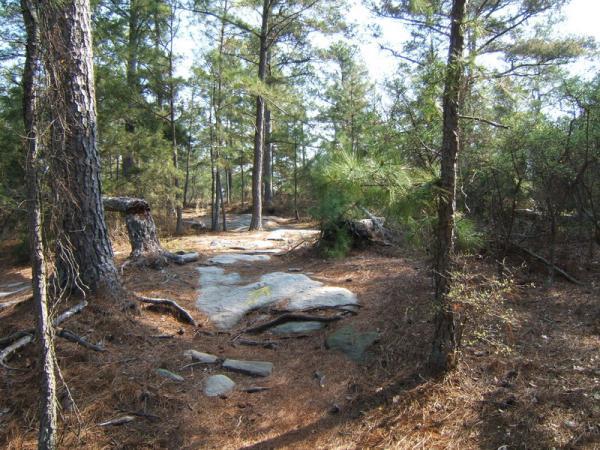 A serene forest scene featuring tall pine trees, rocky outcrops, and a forest floor covered with pine needles. The sunlight filters through the canopy, illuminating the natural landscape. Georgia International Horse Park mountain bike trail.
