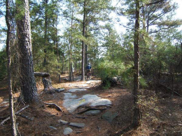 A mountain biker rides along a rocky trail surrounded by dense pine trees in a sunny forest setting. Georgia International Horse Park mountain bike trail.