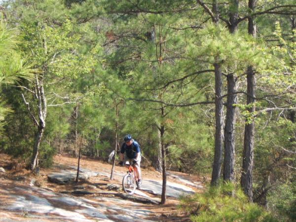 A mountain biker navigating a rocky trail surrounded by tall pine trees and greenery in a wooded area. Georgia International Horse Park mountain bike trail.